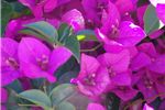 Bougainvillea glabra 