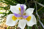 Dietes grandiflora