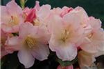 Rhododendron 