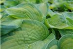 Hosta 