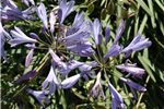 Agapanthus orientalis 