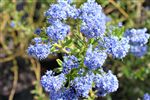 Ceanothus papillosus roweanus