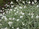 Cerastium tomentosum