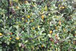 berries