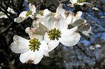 Cornus florida (North American Dogwood)