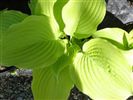 Hosta 