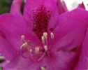 Rhododendron 