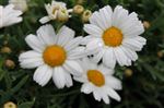 Argyranthemum 