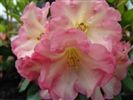 Rhododendron 