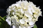 Hydrangea 