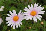 Argyranthemum 