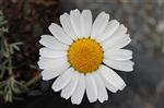 Leucanthemum 