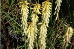 Kniphofia 