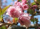 Prunus 