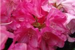 Rhododendron 