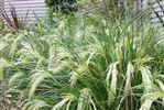 Chinochloa flavicans