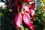 Clianthus puniceus (Kaka Beak)