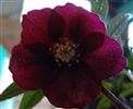 Helleborus orientalis