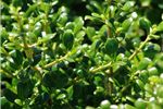 Coprosma 