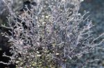 Corokia 