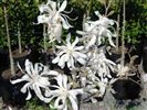 Magnolia stellata 