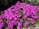 Phlox 