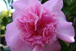 Camellia hybrid 