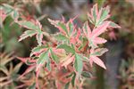 Acer palmatum 