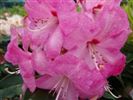 Rhododendron 