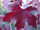 Liquidambar styraciflua