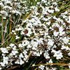 Libertia ixiodies