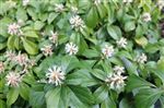 Pachysandra terminalis