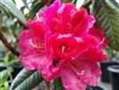 Rhododendron 