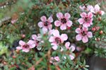 Leptospermum 