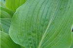 Hosta 