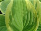 Hosta 