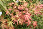 Acer palmatum 