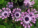 Osteospermum 