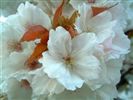 Prunus 