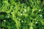 Coleonema album (syn. Diosma ericoides)