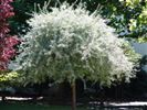 Pyrus salicifolia 