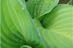 Hosta 