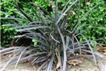 Ophiopogon 