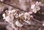 Prunus 