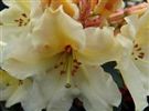 Rhododendron 