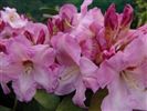 Rhododendron 