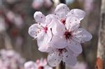 Prunus 