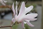 Magnolia stellata 