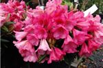 Rhododendron 