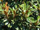 Magnolia grandiflora Little Gem